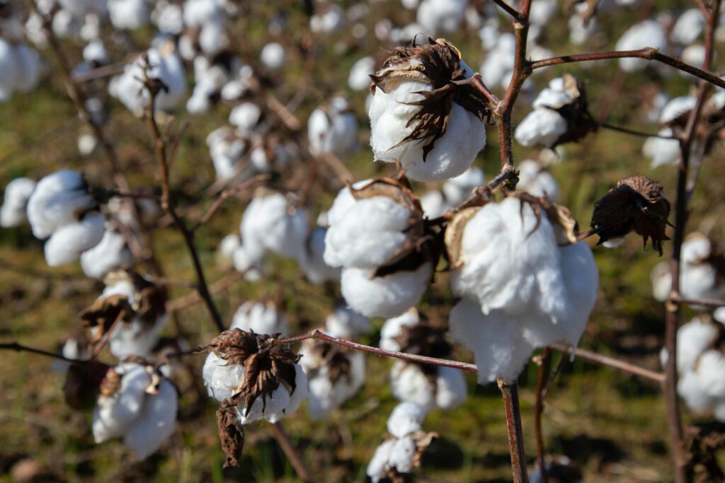 Detailed view of cotton plants in a sunlit North Carolina field.