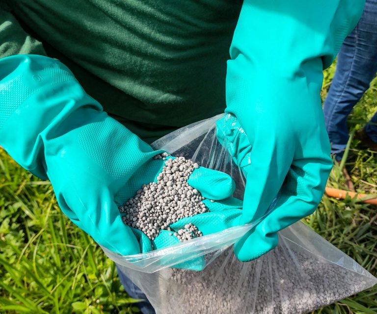 Close-up of a farmer holding fertilizer granules in green gloves in a rural field.